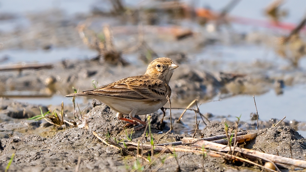 Greater Short-toed Lark